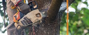 Best Tree Risk Assessment  in Lima, PA