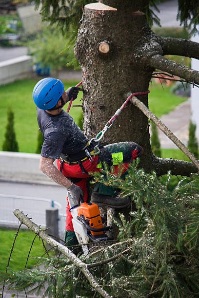 Best Tree Cabling and Bracing  in Lima, PA