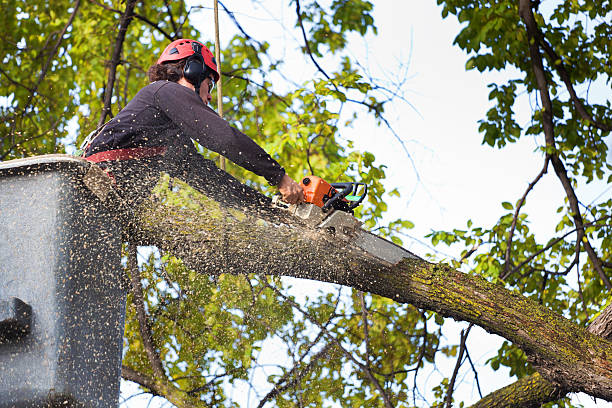 Best Tree Removal  in Lima, PA